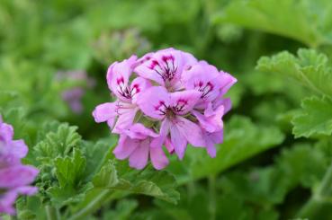 Preview: Pelargonie, Duft-  "Bourbon"  (Pflanze)
